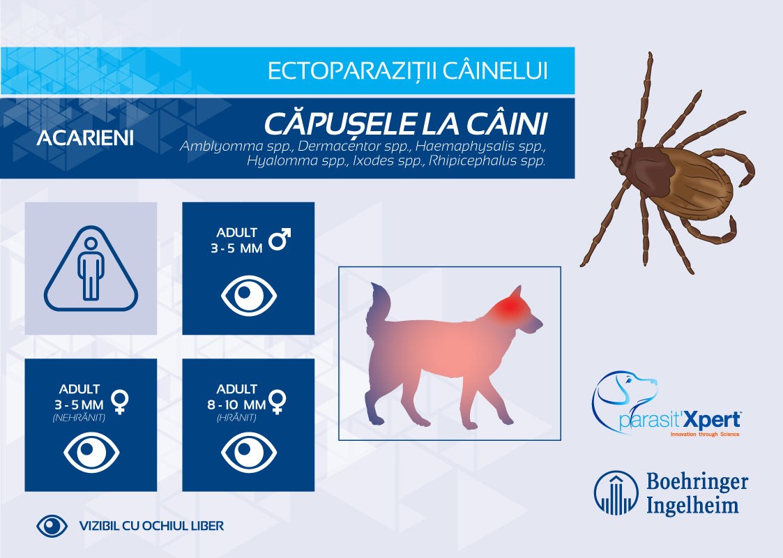 Capusele Căpușele la câini – Veteco Interservices