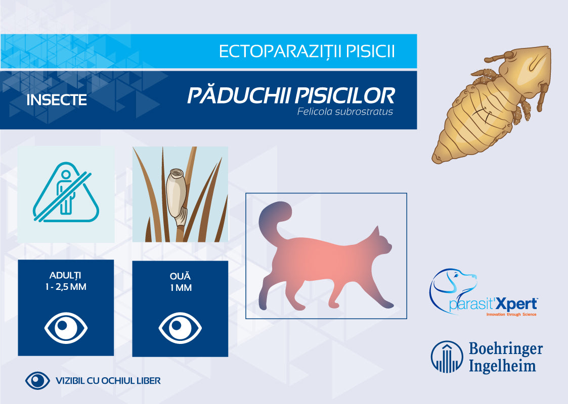 Păduchii la pisici – Veteco Interservices