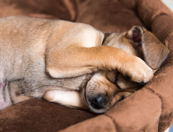 Parvoviroza la câine poate fi prevenită sub îndrumarea medicului veterinar