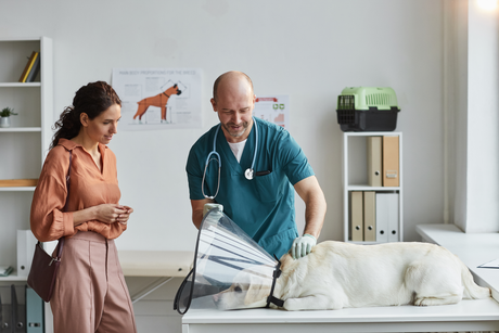 Rolurile medicului veterinar antreprenor: manager, lider și coach